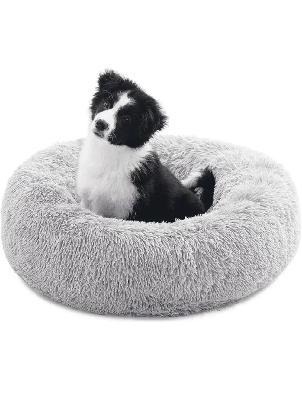 N/A comfortable dog